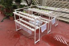 水管式水耕系統種菜活動圖片